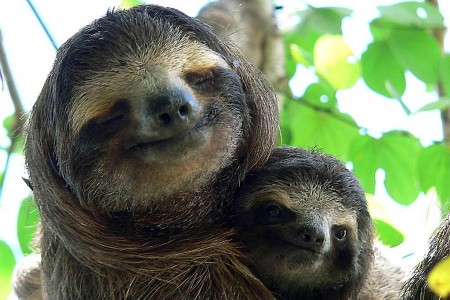 Sloth & baby